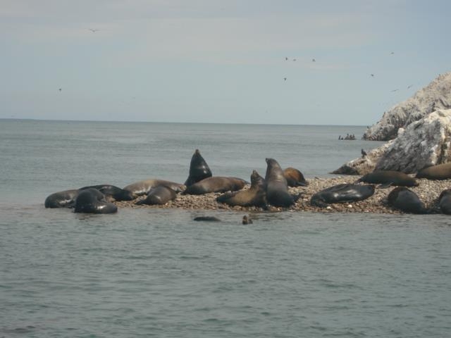 sea lion colony